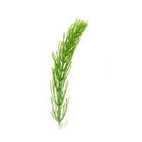 Equisetum arvense
